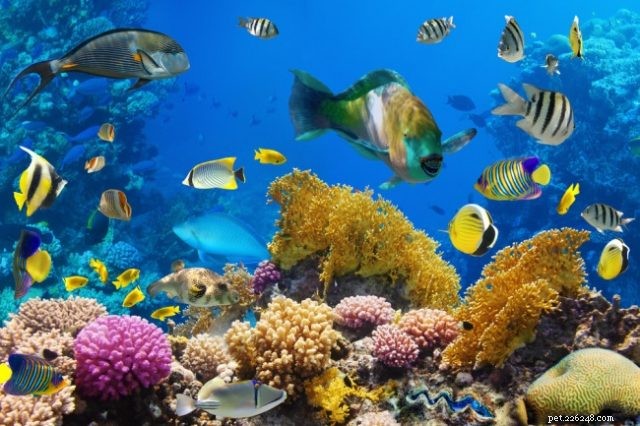 Why Fish Make Great Pets: Key Traits That Keep Them Healthy & Happy