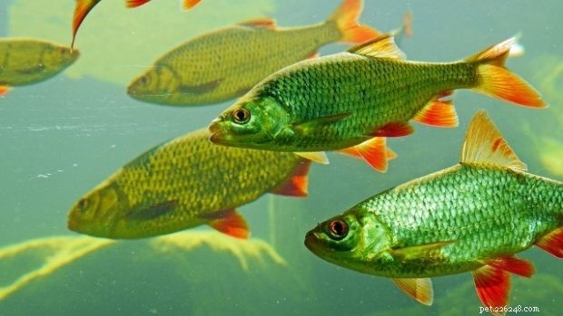 Why Fish Make Great Pets: Key Traits That Keep Them Healthy & Happy