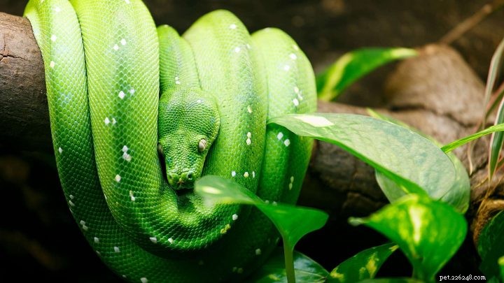 Python Snakes: Size, Habitats, and Feeding Behaviors