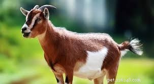 The Vital Role of Domestic Animals in Enhancing Human Life
