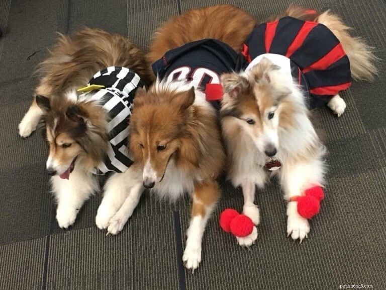 USA Pet Events Calendar: Upcoming Shows, Fairs & Furry Festivities