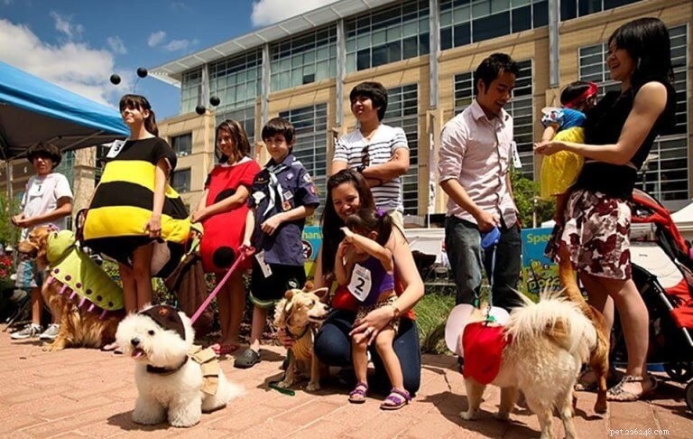 USA Pet Events Calendar: Upcoming Shows, Fairs & Furry Festivities