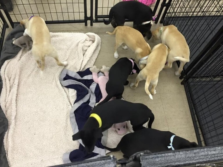 USA Pet Events Calendar: Upcoming Shows, Fairs & Furry Festivities