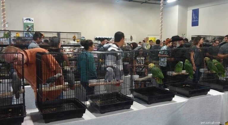 USA Pet Events Calendar: Upcoming Shows, Fairs & Furry Festivities