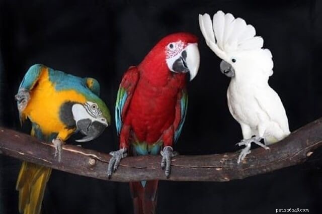 USA Pet Events Calendar: Upcoming Shows, Fairs & Furry Festivities