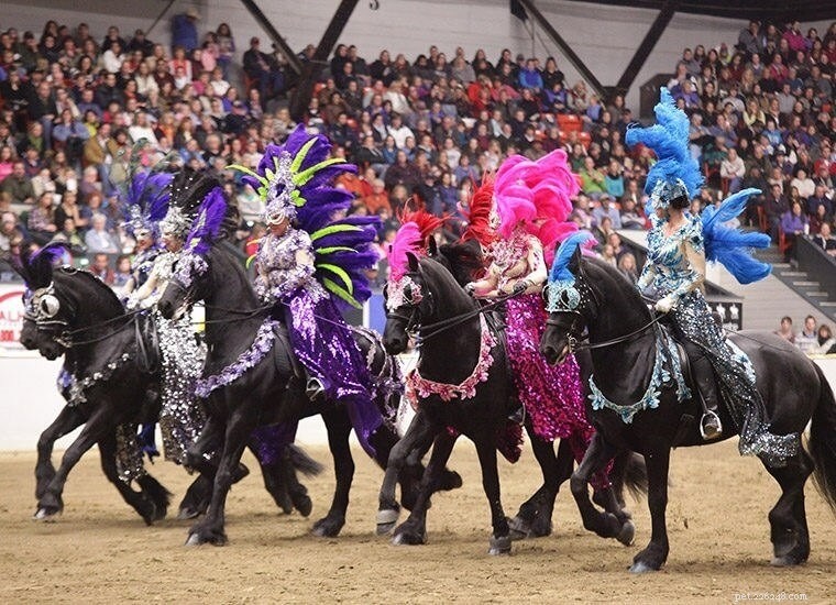 USA Pet Events Calendar: Upcoming Shows, Fairs & Furry Festivities