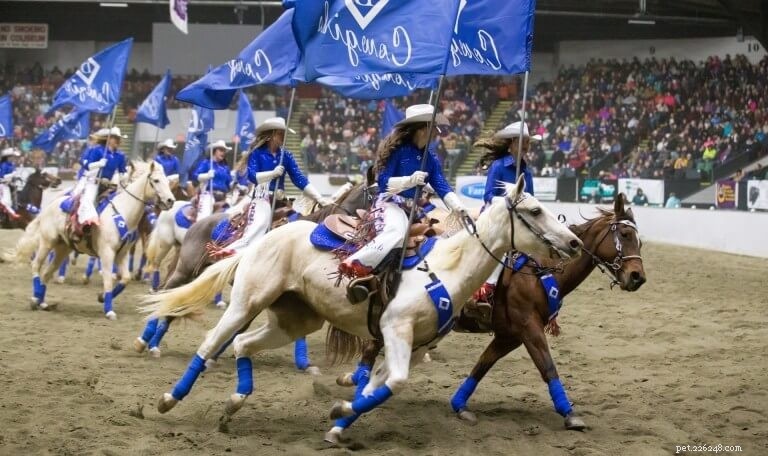 USA Pet Events Calendar: Upcoming Shows, Fairs & Furry Festivities