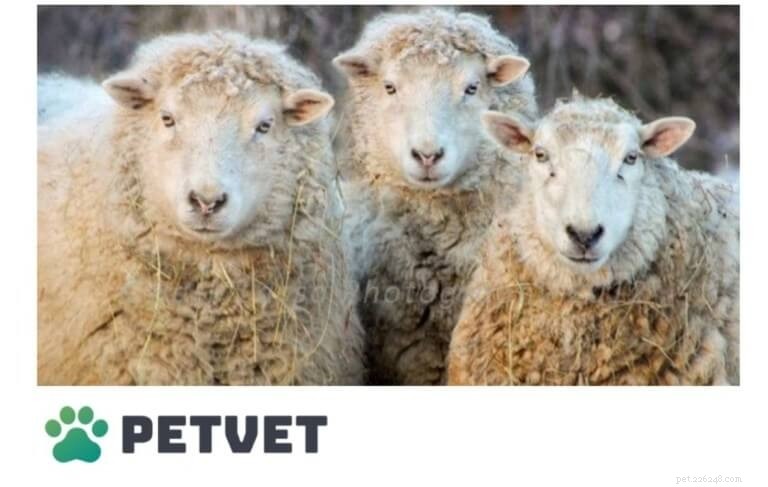 Key Traits of Sheep: Anatomy, Diet, and Behavior