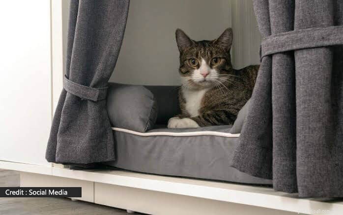 Building Winter Shelters for Cats: A Step‑by‑Step Guide
