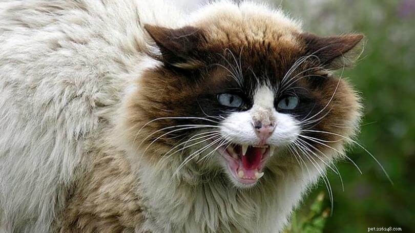 Can a Cat Scratch Transmit Rabies? Key Facts & Prevention