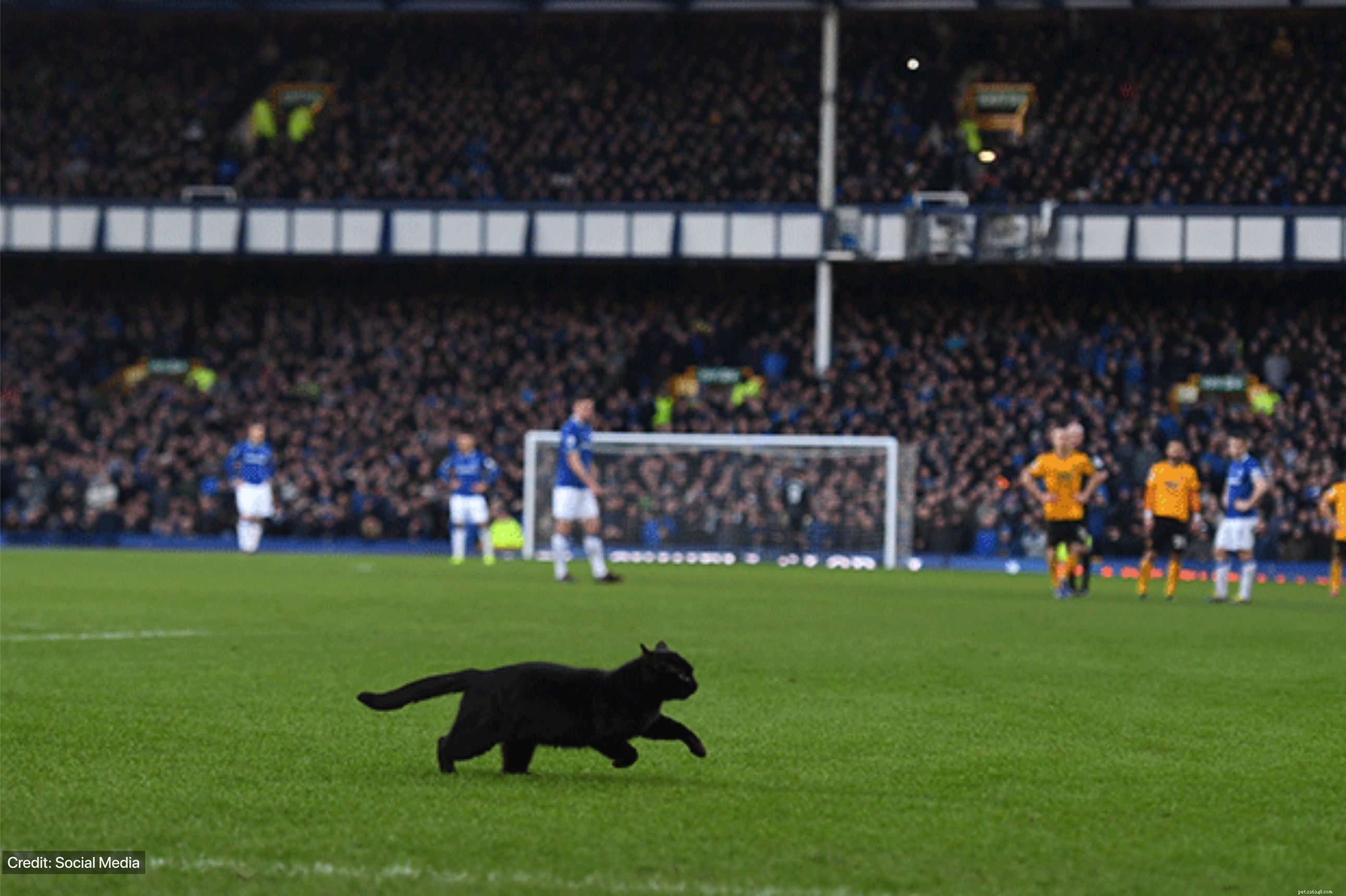Black Cats: Separating Myth from Reality – Do They Bring Luck or Bad Luck?