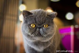 Top 10 Stunning Cat Photos and Their Fascinating Stories