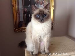 Top 10 Stunning Cat Photos and Their Fascinating Stories
