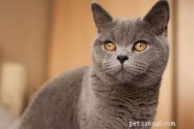 Top 10 Stunning Cat Photos and Their Fascinating Stories