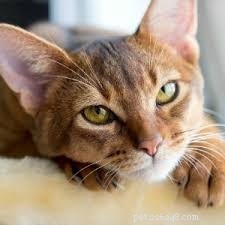 Top 10 Stunning Cat Photos and Their Fascinating Stories