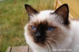 Top 10 Stunning Cat Photos and Their Fascinating Stories