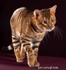 Top 10 Stunning Cat Photos and Their Fascinating Stories