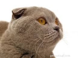 Top 10 Stunning Cat Photos and Their Fascinating Stories