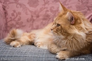 Top 10 Stunning Cat Photos and Their Fascinating Stories