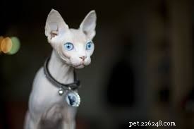 Top 10 Stunning Cat Photos and Their Fascinating Stories