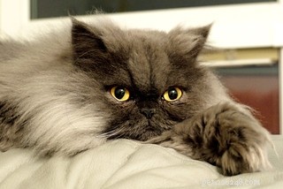 Discover the Key Traits of the Stunning Persian Cat