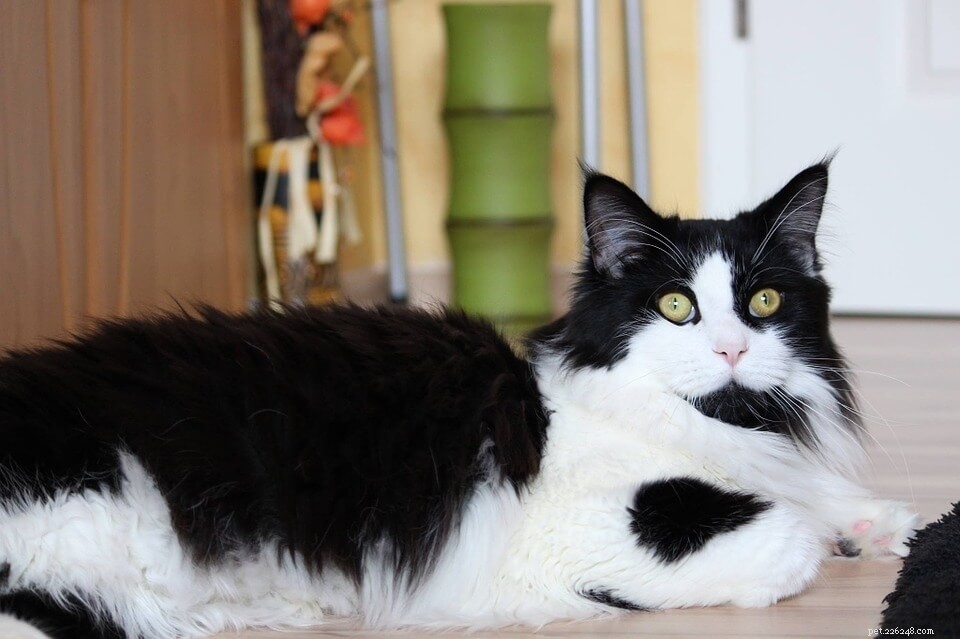 Maine Coon Cats: 12 Stunning Images & Color Varieties
