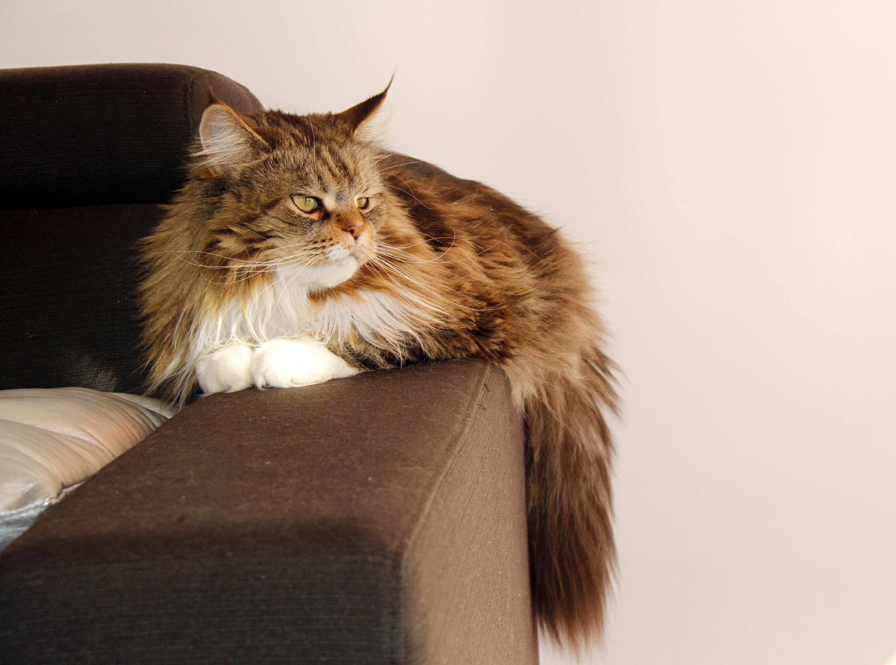 Maine Coon Cats: 12 Stunning Images & Color Varieties