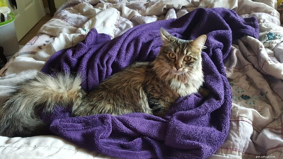 Maine Coon Cats: 12 Stunning Images & Color Varieties