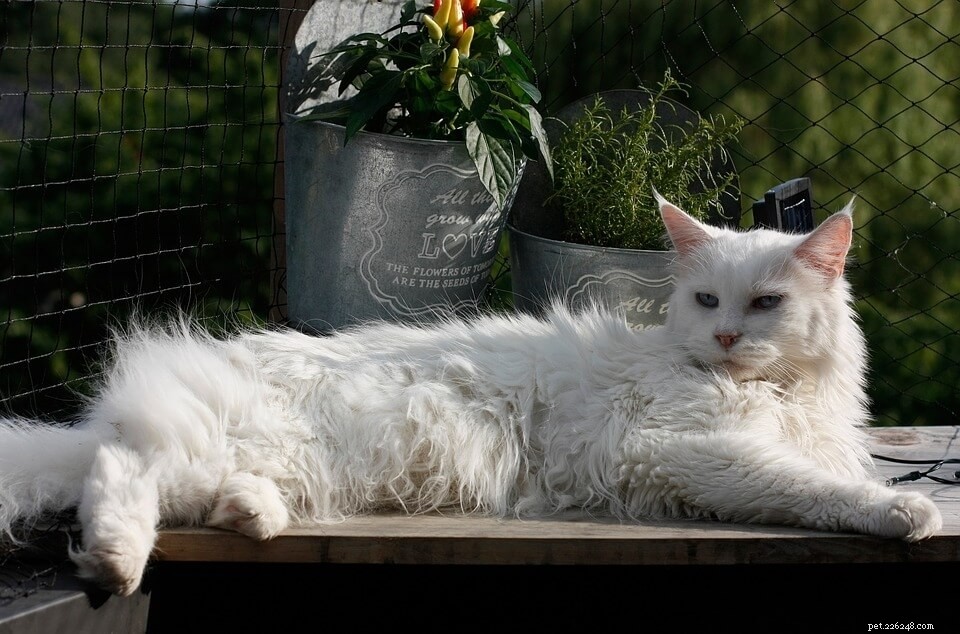 Maine Coon Cats: 12 Stunning Images & Color Varieties