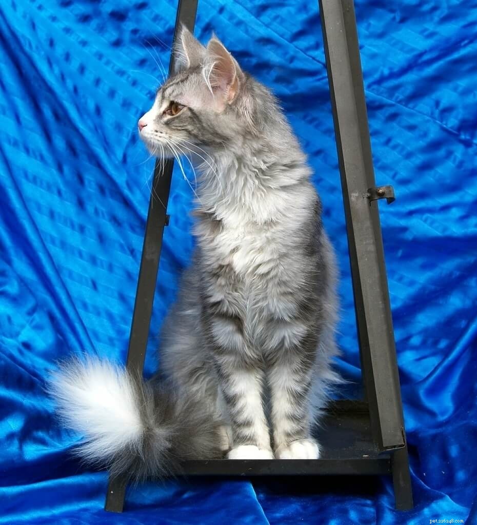 Maine Coon Cats: 12 Stunning Images & Color Varieties