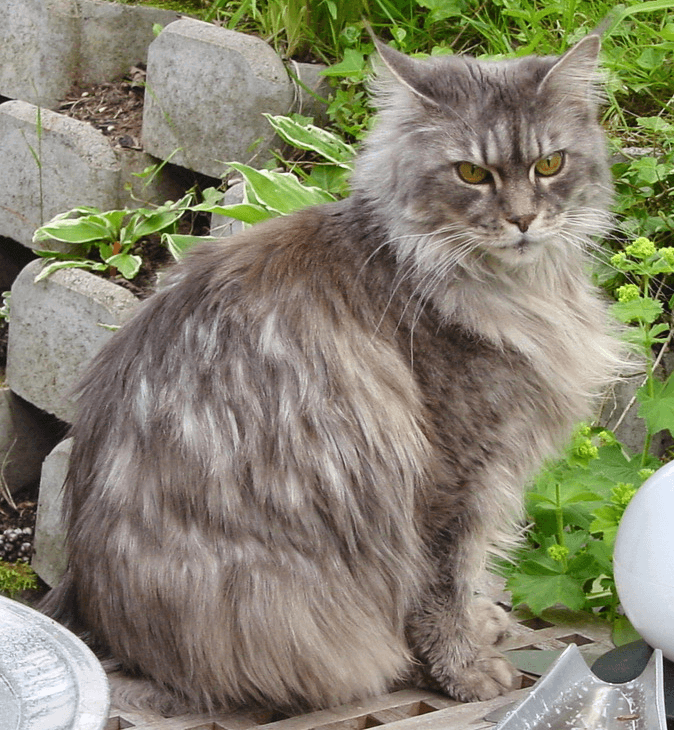 Maine Coon Cats: 12 Stunning Images & Color Varieties