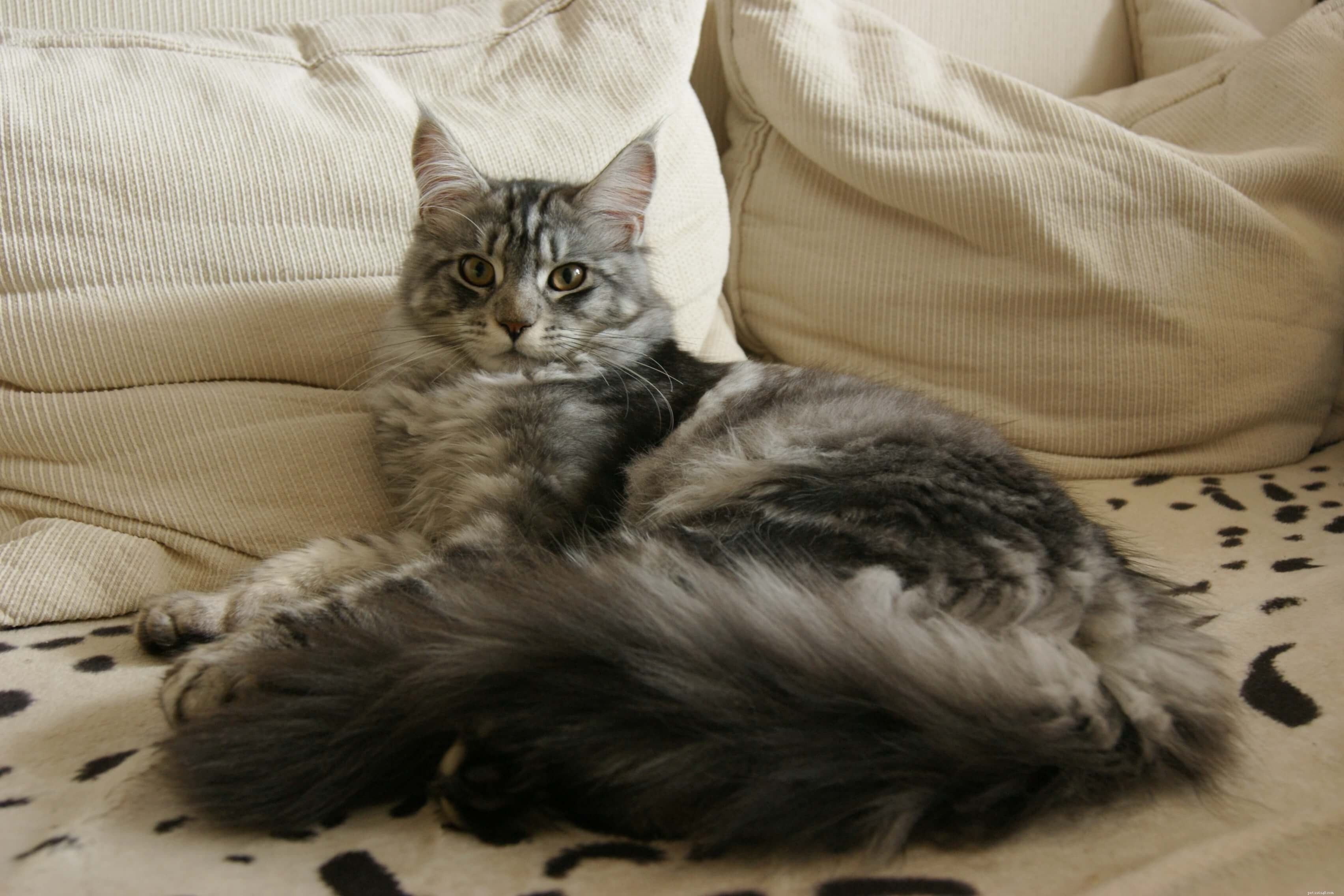 Maine Coon Cats: 12 Stunning Images & Color Varieties