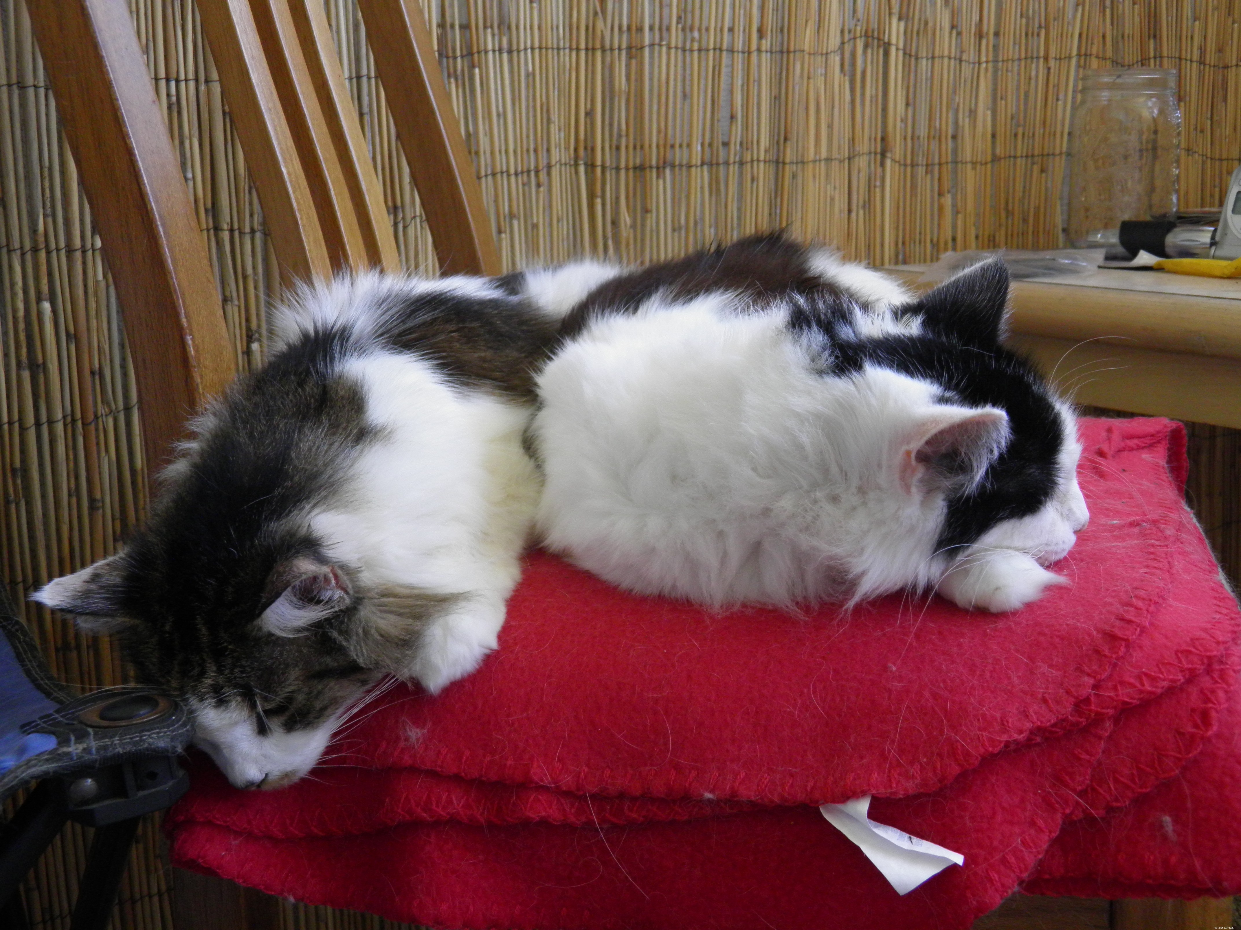 10 Surprising Cat Behaviors That Are Actually Normal