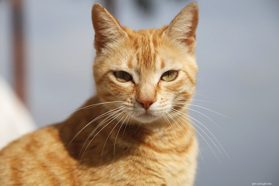 10 Surprising Cat Behaviors That Are Actually Normal