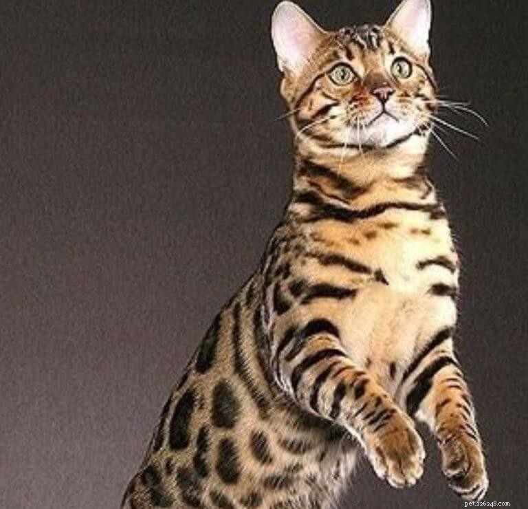 Bengal Cats: Personality, Care, and Nutrition for Your Wild-Hearted Companion