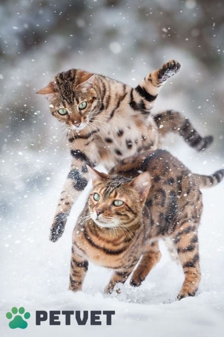 Bengal Cats: Personality, Care, and Nutrition for Your Wild-Hearted Companion