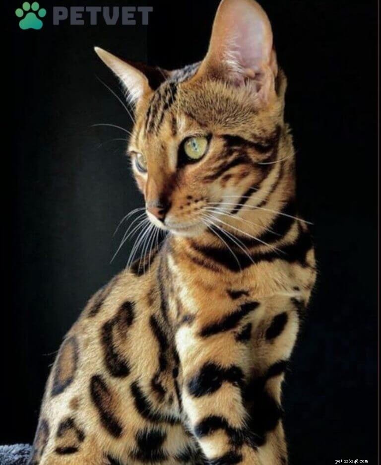 Bengal Cats: Personality, Care, and Nutrition for Your Wild-Hearted Companion