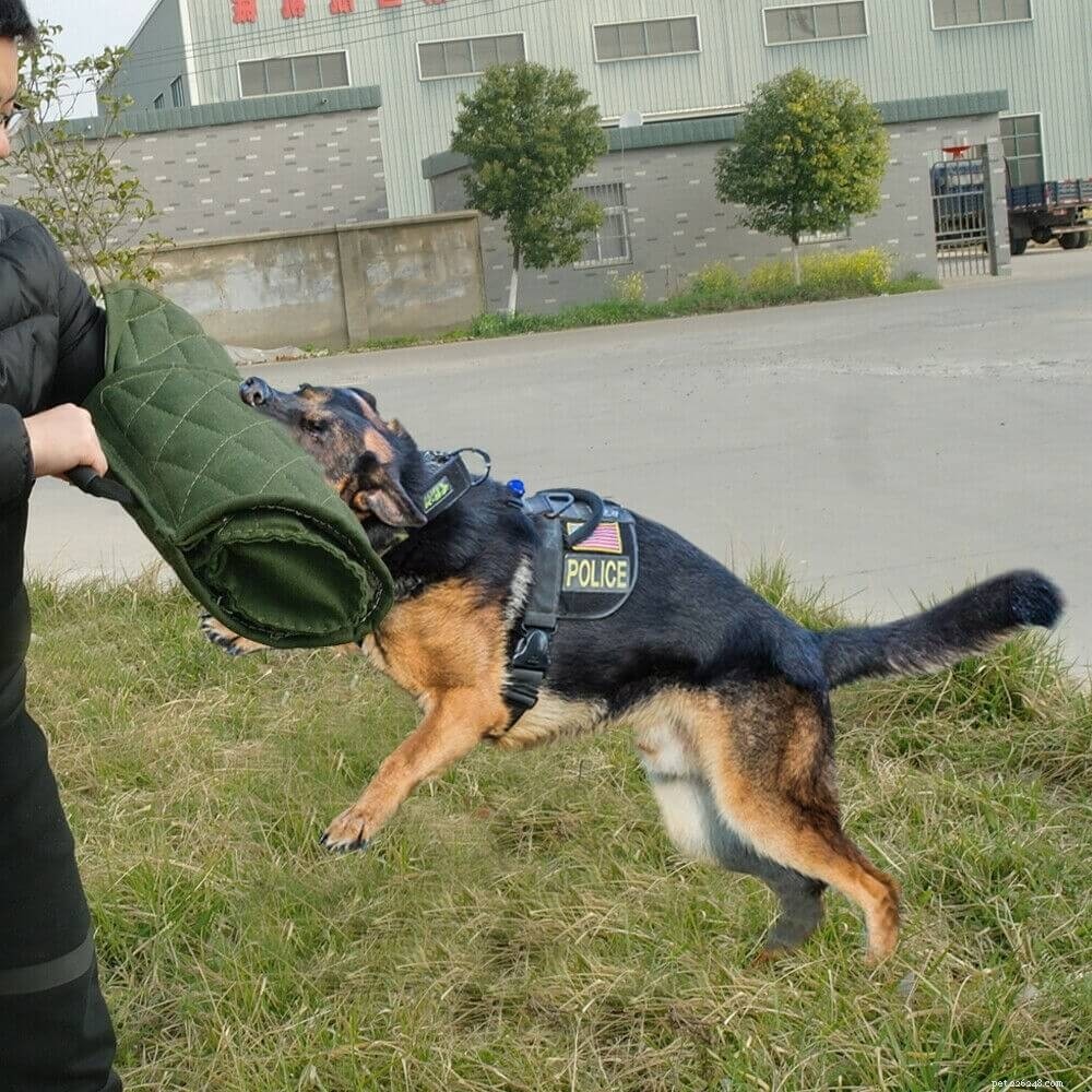 Mastering German Shepherd Training: Expert Tips for Loyal Companions