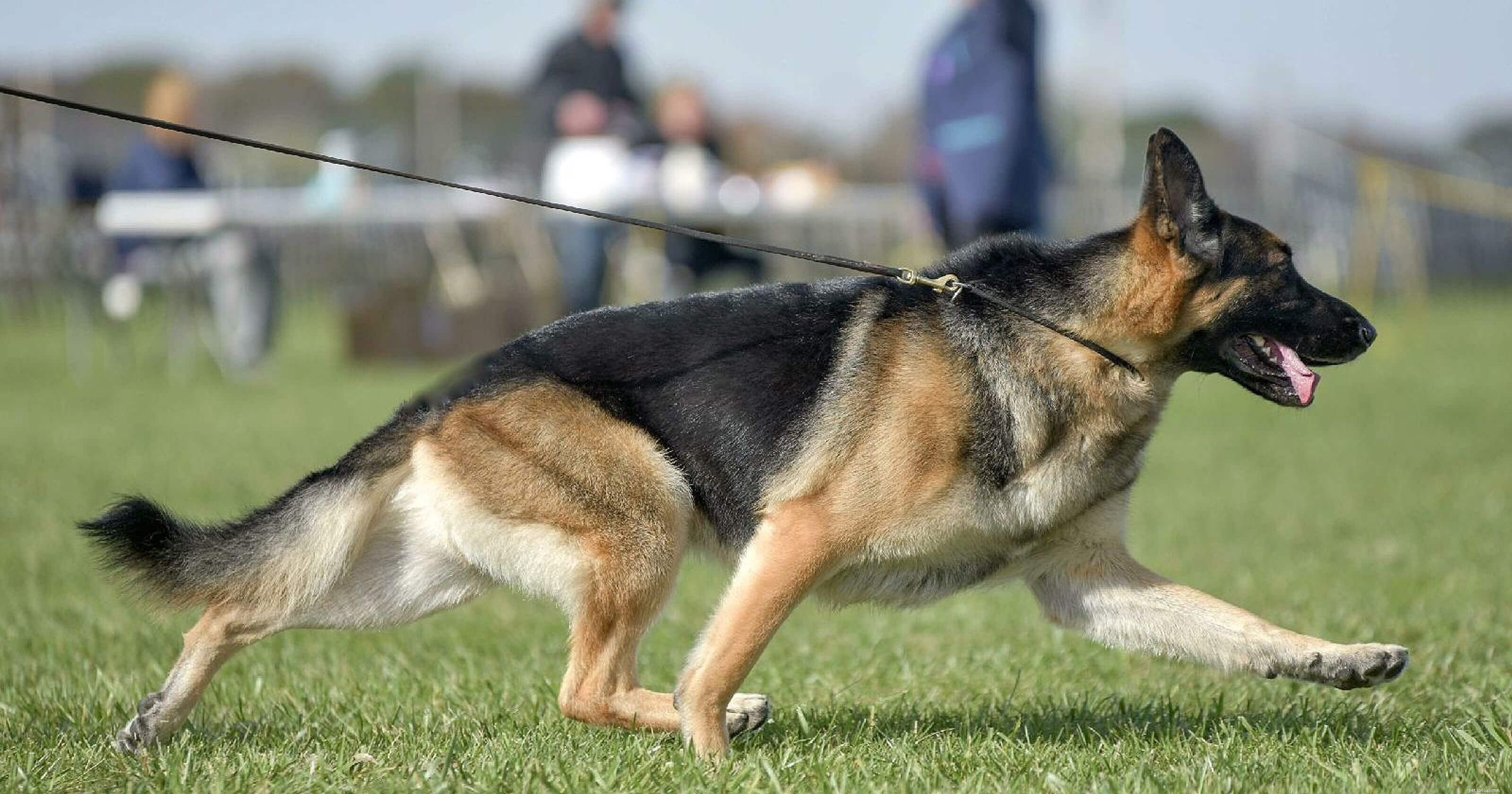 Mastering German Shepherd Training: Expert Tips for Loyal Companions