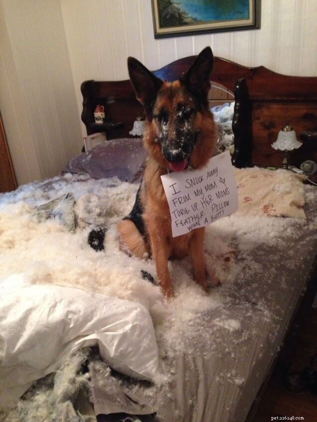 Mastering German Shepherd Training: Expert Tips for Loyal Companions
