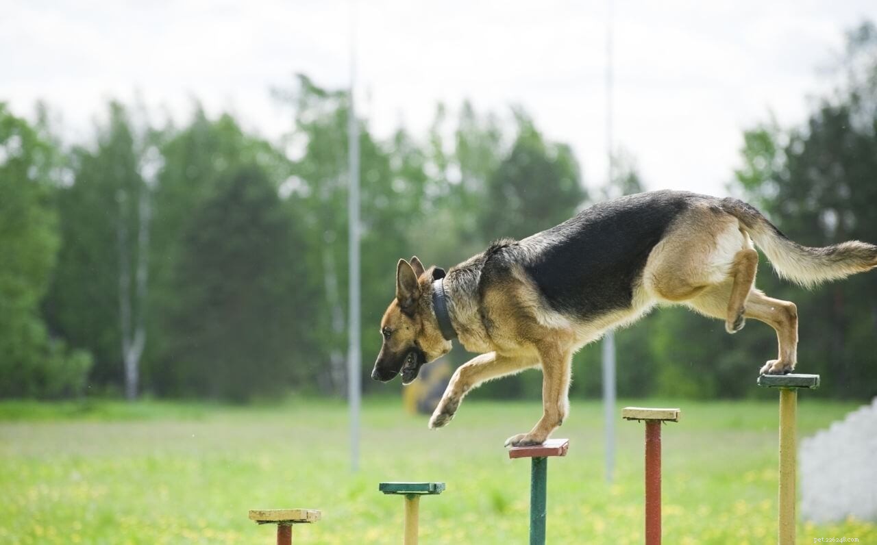 Mastering German Shepherd Training: Expert Tips for Loyal Companions