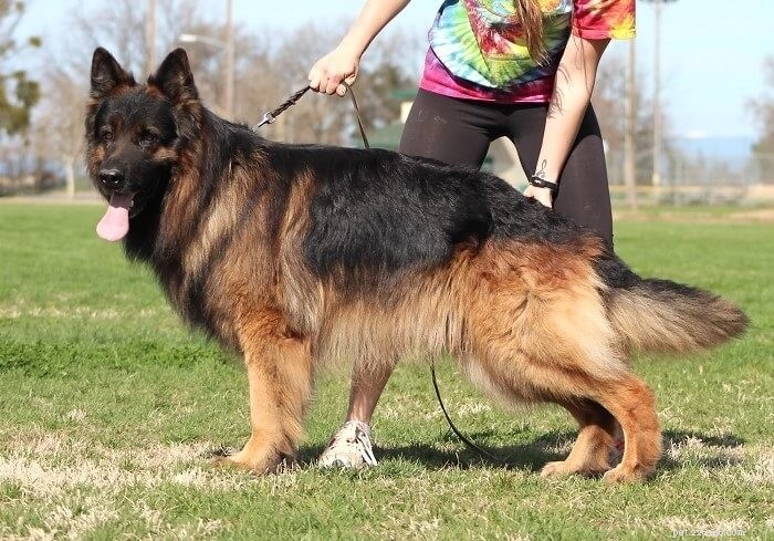 Mastering German Shepherd Training: Expert Tips for Loyal Companions