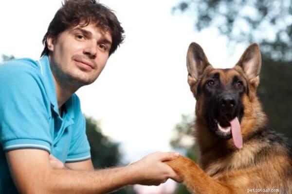 Mastering German Shepherd Training: Expert Tips for Loyal Companions