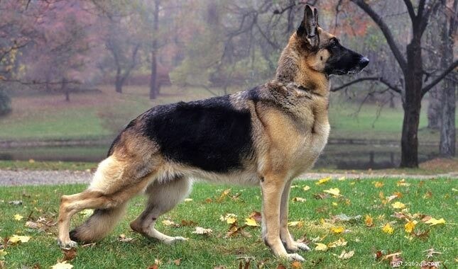 German Shepherd Body Silhouette: Elegant Structure & Athletic Build