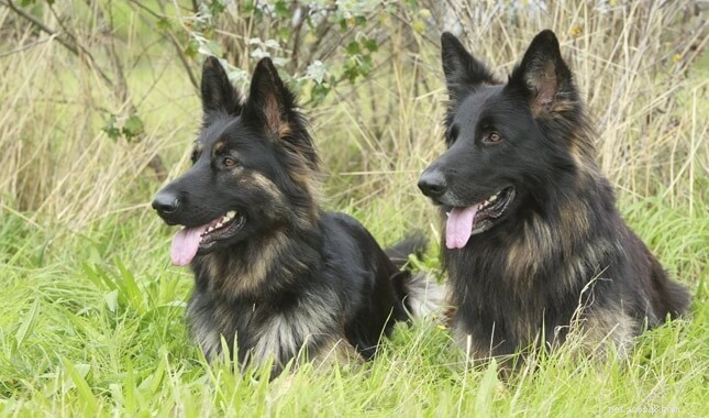German Shepherd Body Silhouette: Elegant Structure & Athletic Build