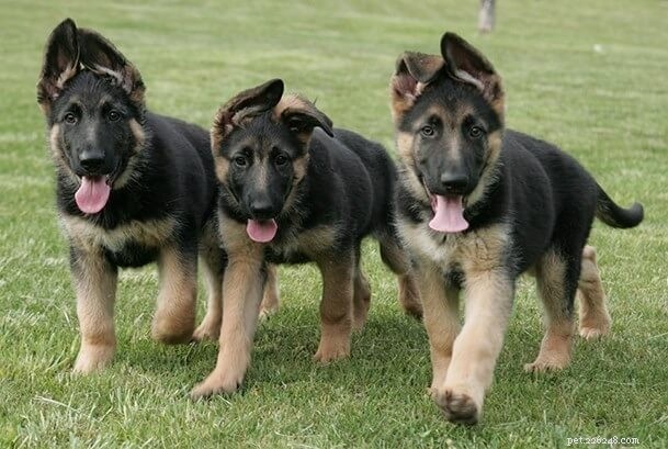 German Shepherd Body Silhouette: Elegant Structure & Athletic Build