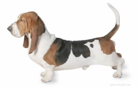 The Ultimate Guide to Family-Friendly Dog Breeds
