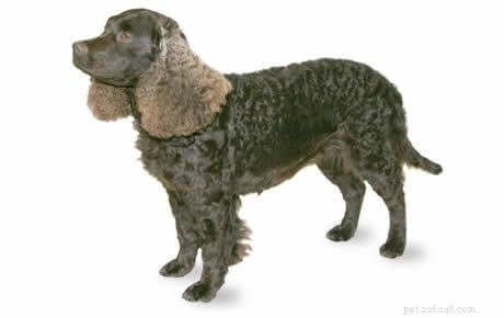 The Ultimate Guide to Family-Friendly Dog Breeds