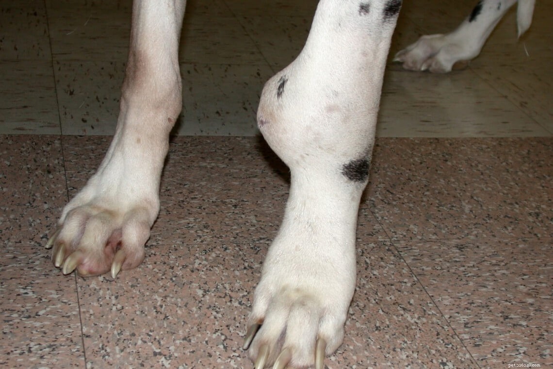 Preventing Osteosarcoma in Dogs: Proven Strategies for Owners