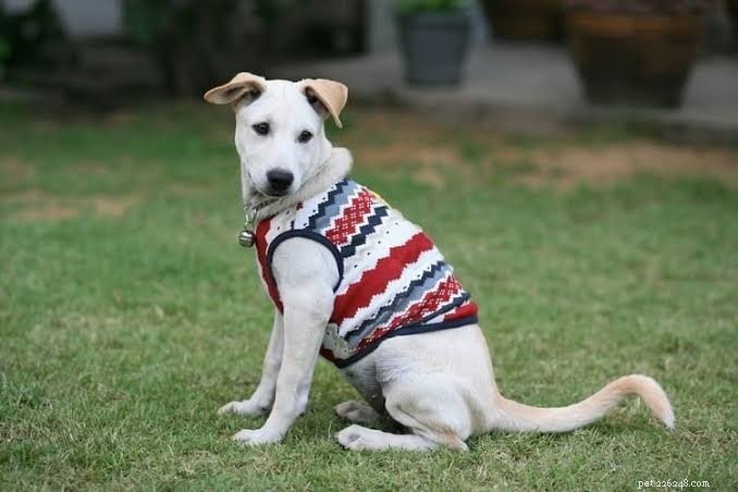 2019’s Best Christmas Gifts for Dogs: Comfort & Joy